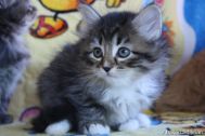 kittens-58.jpg