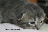 kittens006.jpg
