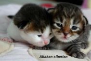 kittens005.jpg