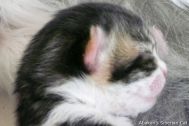 kittens-2008-10.jpg