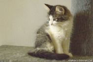 kittens-2008-41.jpg