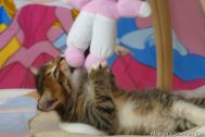 kittens-2008-27.jpg
