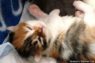 kittens-2008-09.jpg