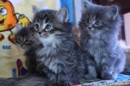 kittens-59.jpg
