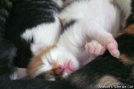 kittens-2008-02.jpg