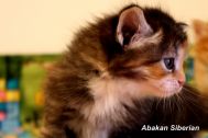 kittens-2009-04.jpg