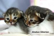 kittens002.jpg