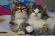 kittens-2008-22.jpg
