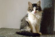 kittens-2008-42.jpg