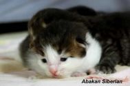 kittens004.jpg