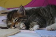 kittens-2008-21.jpg