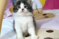 kittens-2008-30.jpg