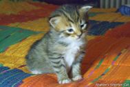kittens-2008-18.jpg