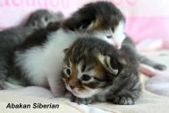 kittens011.jpg