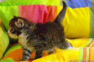 2008-kittens-61.jpg