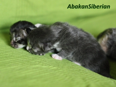 Cuccioli