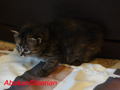 Cucciola black tortie tabby