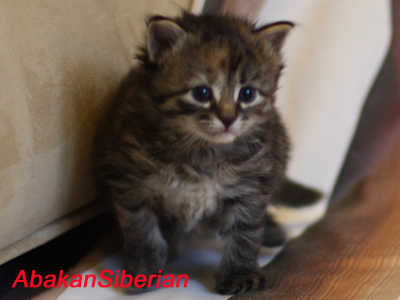 Cucciola black tortie tabby
