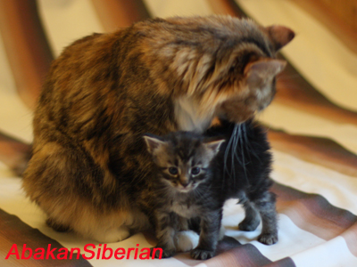 Cucciola black tortie tabby con la mamma Zlatoslava