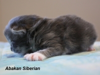 Cucciolo di Gatto Siberiano