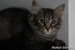 Cucciolo di Gatto Siberiano