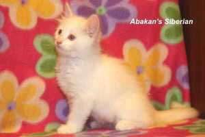 cucciolo neva masquerade cream tabby point cucciolo neva masquerade cream tabby point